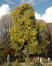 Fraxinus angustifolia A.JPG
